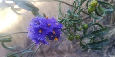 Solanum crispum, photographed by Darío De la Fuente