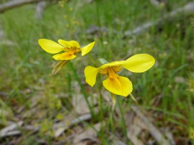 Diuris behrii, photographed by Kiri Bee
