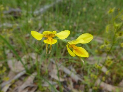 Diuris behrii, photographed by Kiri Bee