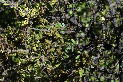 Dendrophthora clavata, photographed by John Barkla