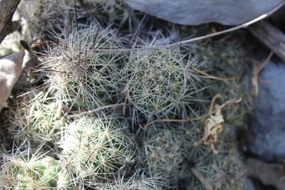 Coryphantha delaetiana, photographed by Francisco Martínez González
