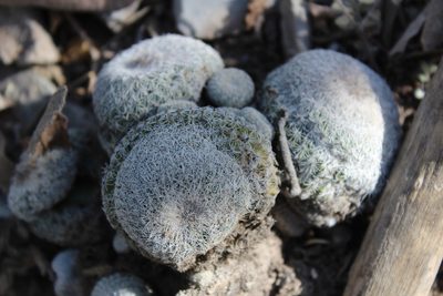 Epithelantha greggii, photographed by Francisco Martínez González