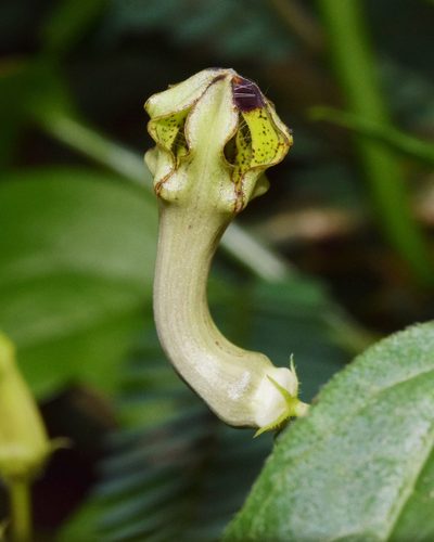Ceropegia racemosa, photographed by Sunčana Bradley