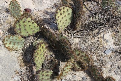 Opuntia rastrera, photographed by Francisco Martínez González