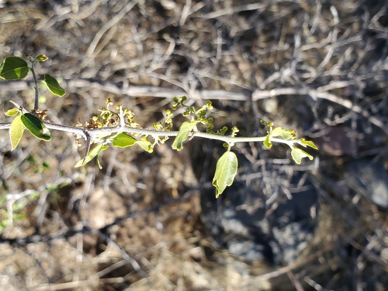 Colubrina californica, photographed by Bob Miller