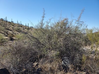 Colubrina californica, photographed by Bob Miller
