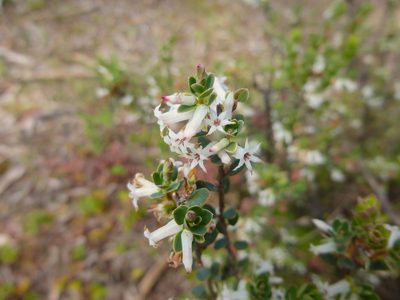 Brachyloma daphnoides, photographed by Kiri Bee