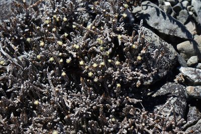 Helichrysum depressum, photographed by John Barkla