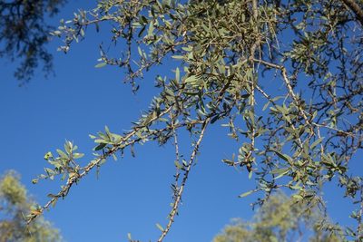 Acacia excelsa, photographed by dhfischer