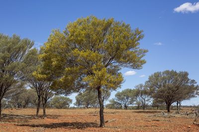 Acacia aneura, photographed by dhfischer
