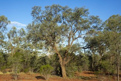 Acacia excelsa, photographed by dhfischer
