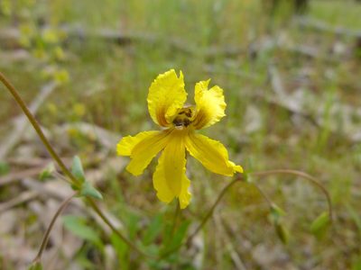 Goodenia paradoxa, photographed by Kiri Bee