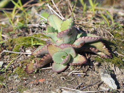 Kalanchoe laetivirens, photographed by 葉子