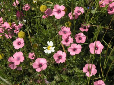 Linum pubescens, photographed by Oleg Kosterin