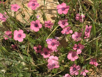 Linum pubescens, photographed by Oleg Kosterin