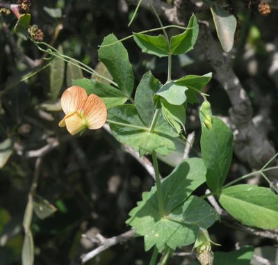 Lathyrus fulvus, photographed by Oleg Kosterin