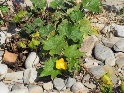 Benincasa hispida, photographed by 葉子