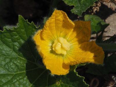 Benincasa hispida, photographed by 葉子
