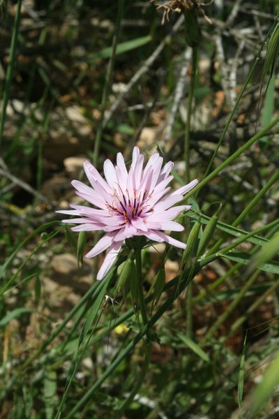 Pseudopodospermum papposum, photographed by Oleg Kosterin