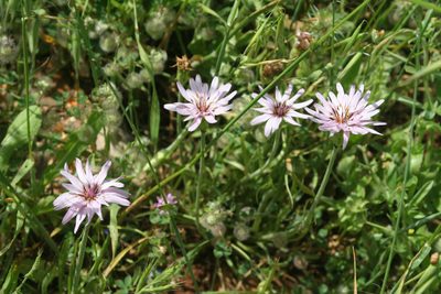Pseudopodospermum papposum, photographed by Oleg Kosterin