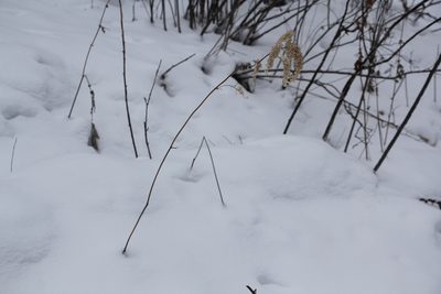 Actaea cimicifuga, photographed by Nina Filippova