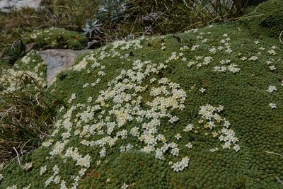 Kelleria croizatii, photographed by John Barkla