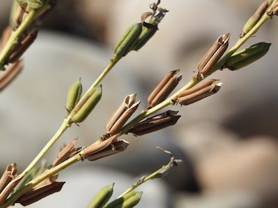 Sesamum indicum, photographed by 葉子