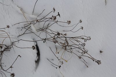 Ziziphora clinopodioides, photographed by Nina Filippova