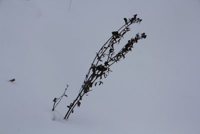 Hypericum ascyron, photographed by Nina Filippova
