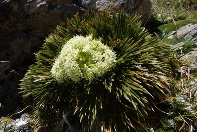 Aciphylla divisa, photographed by John Barkla