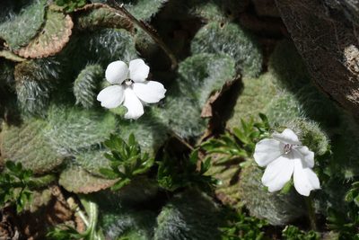 Ourisia sessilifolia, photographed by John Barkla