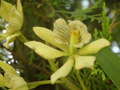 Prosthechea radiata, photographed by Victor De la Cruz