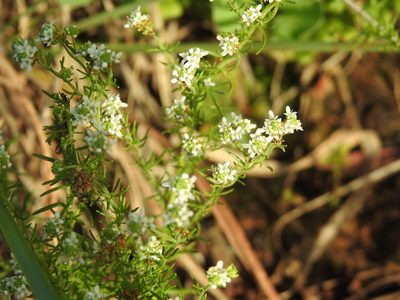 Selago densiflora, photographed by Matthew Fainman