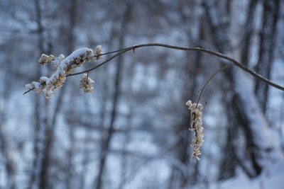 Actaea cimicifuga, photographed by Nina Filippova