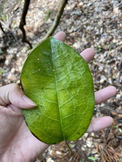 Stauntonia hexaphylla, photographed by りなべる