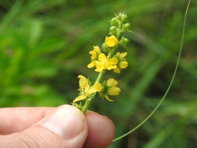 Agrimonia bracteata, photographed by Matthew Fainman