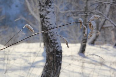 Actaea cimicifuga, photographed by Nina Filippova