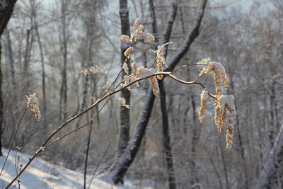 Actaea cimicifuga, photographed by Nina Filippova