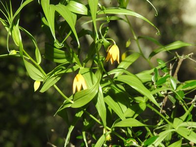 Gloriosa modesta, photographed by Matthew Fainman