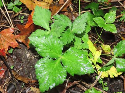 Cryptotaenia japonica, photographed by chiuluan