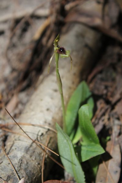 Chiloglottis seminuda, photographed by mitchell holliday