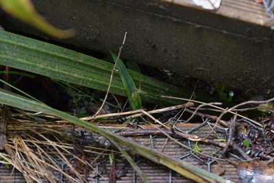 Pterostylis auriculata, photographed by Christopher Stephens