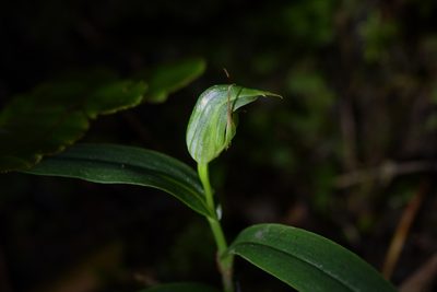Pterostylis auriculata, photographed by Christopher Stephens