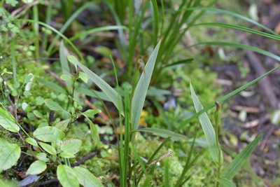 Pterostylis auriculata, photographed by Christopher Stephens
