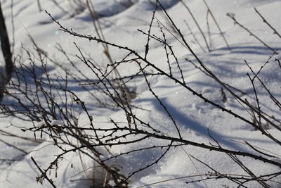 Caragana pygmaea, photographed by Nina Filippova