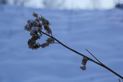 Actaea cimicifuga, photographed by Nina Filippova