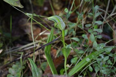 Pterostylis auriculata, photographed by Christopher Stephens