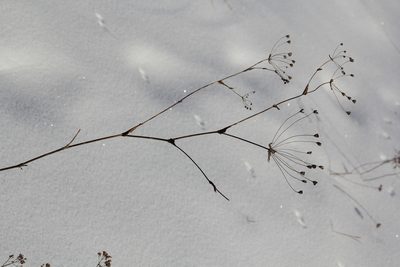 Bupleurum multinerve, photographed by Nina Filippova
