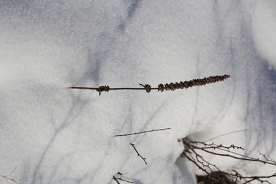 Nepeta multifida, photographed by Nina Filippova