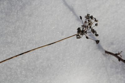 Allium rubens, photographed by Nina Filippova